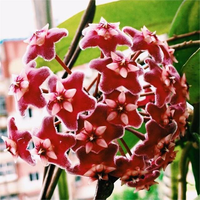 ✨Hoya Bulbs – Hvězdy padající z nebe✨