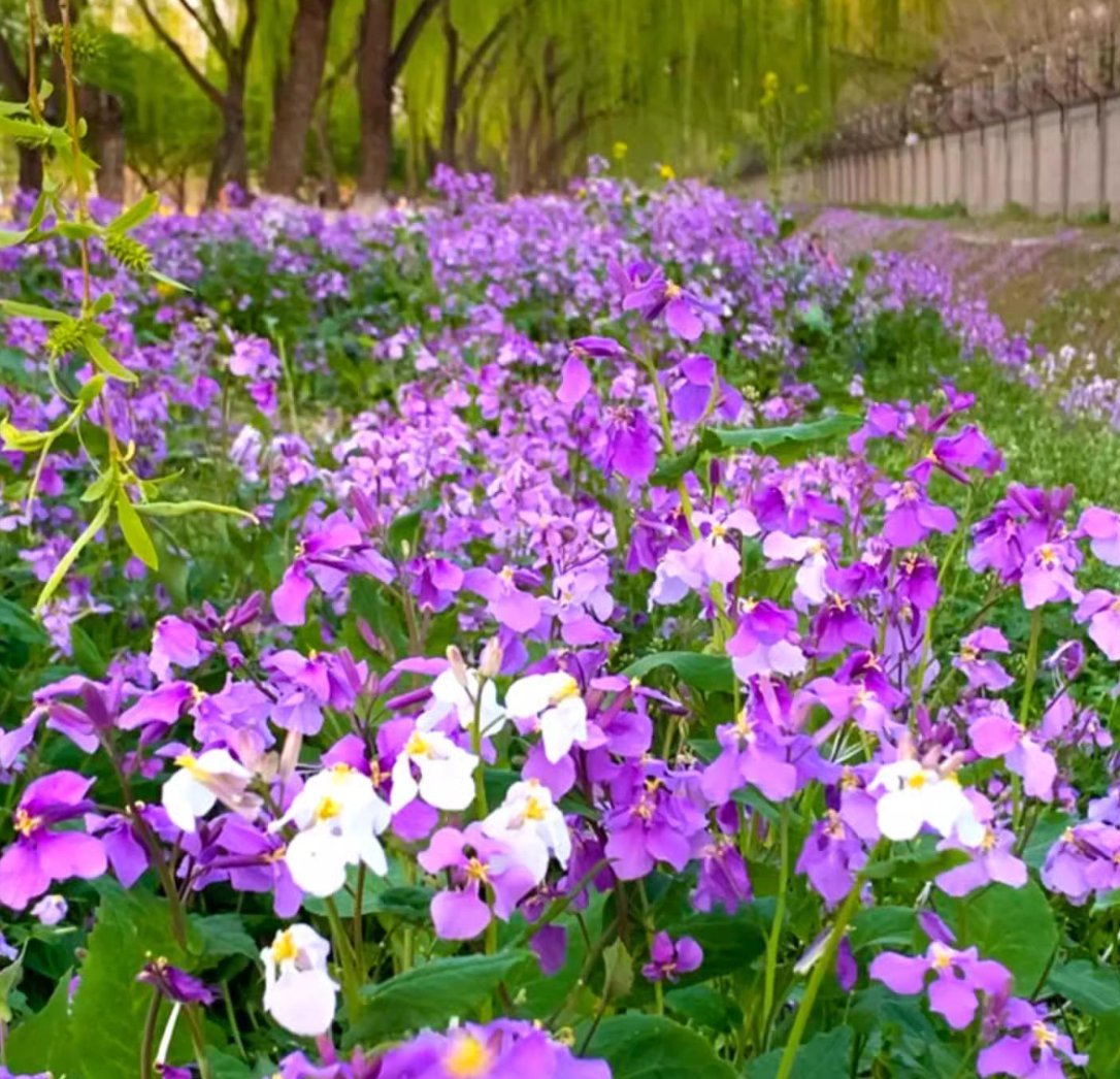 💜Semínka orchidejí v únoru | Nekonečné fialové moře