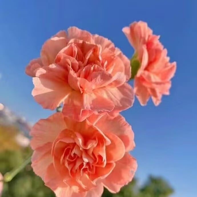 Voňavé zahradní kouzlo – Pěstujte klasické karafiáty, které ohromí každou sezónu🌺