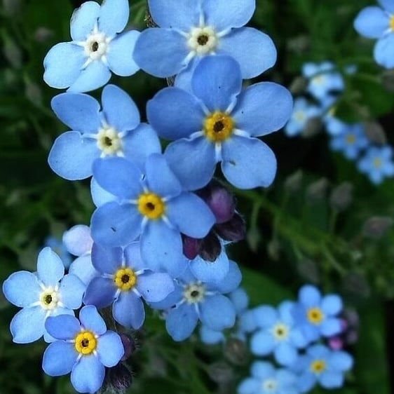 Semínka pomněnek Blue Memory – Kvalitní a testované květy do venkovské zahrady 🌿💙