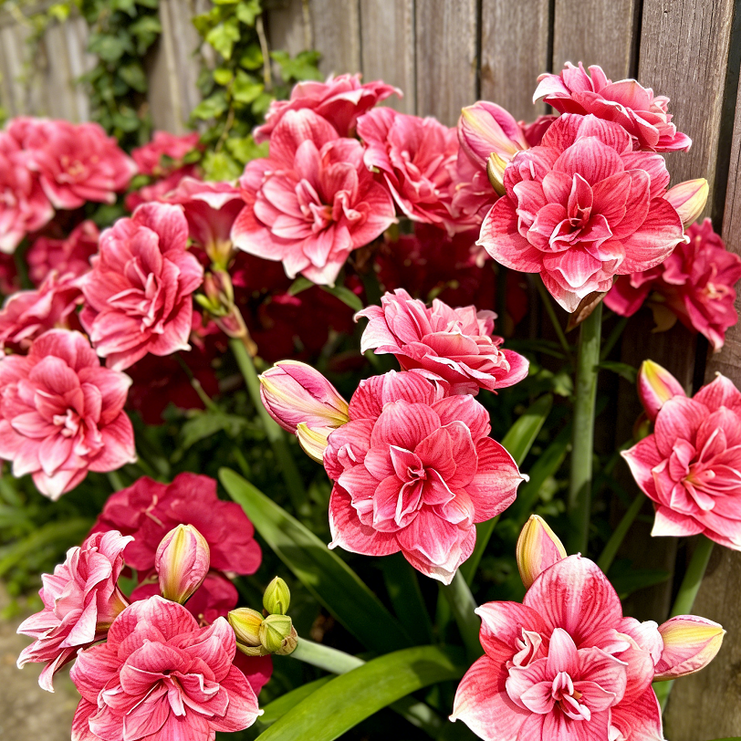 🌺Dvojité cibule amarylis s květinovou vůní – kvetou za 40 dní
