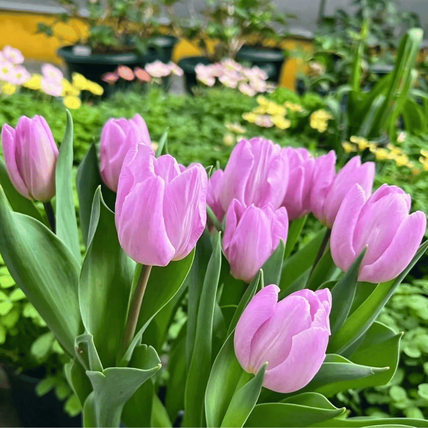 🌷Vzácná semínka tulipánů – Barevné jarní květy do květináčů, záhonů a zahrad