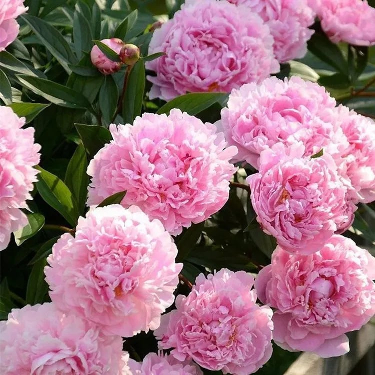 🔥POSLEDNÍ DEN SLEVA 45%🌺KRÁLOVNA KVĚTIN - DVOJITÁ PĚNA