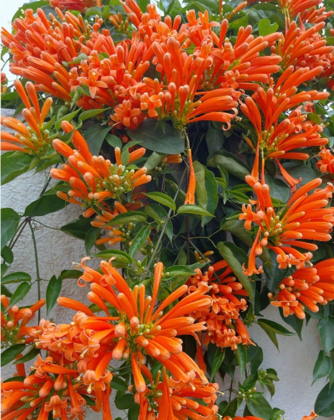 Semena květů Firecracker