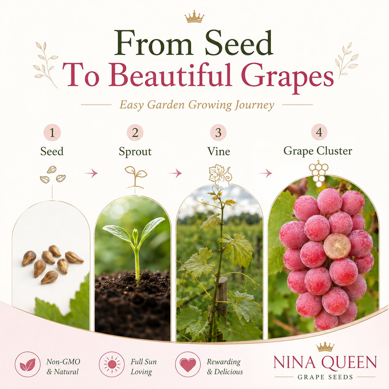 Limitovaná nová odrůda – hroznová semínka Queen Nina pro sladké a šťavnaté zahradní sklizně 🍇