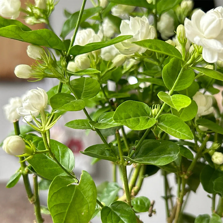 POSLEDNÍ DENNÍ AKCE SLEVA 35 % 🌸 Květináč s jasmínem (🌱Zaručeno přežití: Náhrada zdarma🌿)