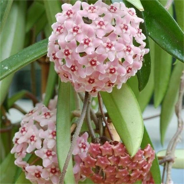 ✨Hoya Bulbs – Hvězdy padající z nebe✨