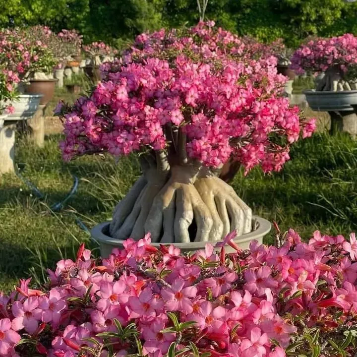 🎁Cibulky pouštní růže🌵Velmi snadná péče! 🌸Cibulky Adenium Obesum
