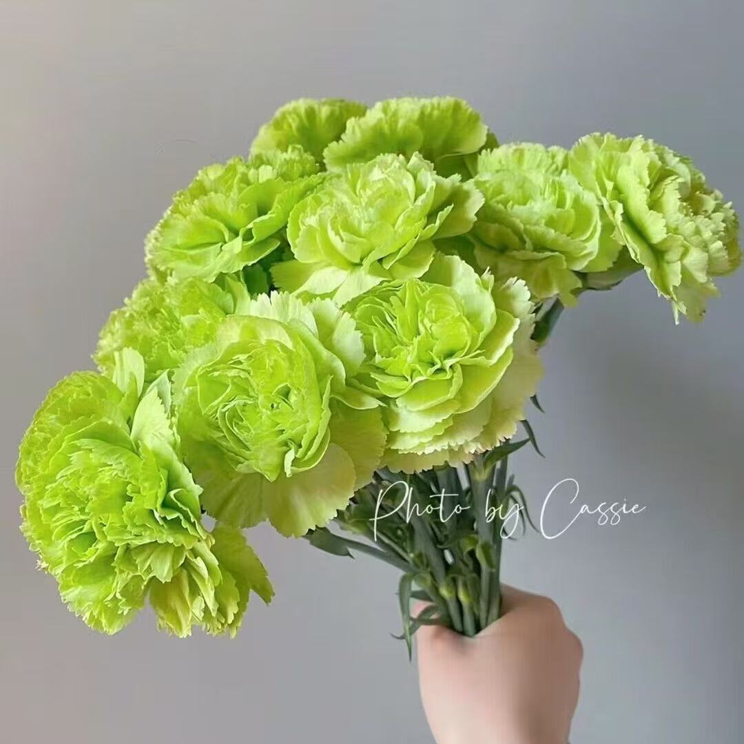 Voňavé zahradní kouzlo – Pěstujte klasické karafiáty, které ohromí každou sezónu🌺
