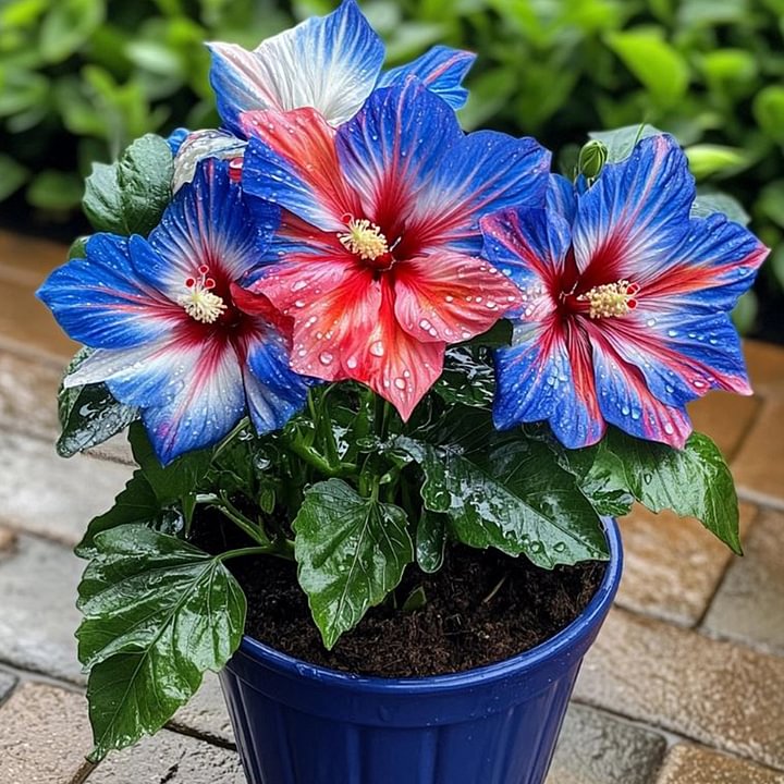 🔥 ŽHAVÝ VÝPRODEJ - SLEVA 50 % 🔥🌸 Semínka dvojitého ibišku - snadné pěstování 🌸