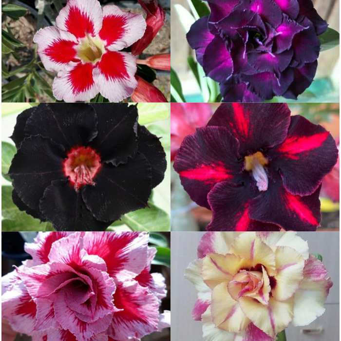 🎁Cibulky pouštní růže🌵Velmi snadná péče! 🌸Cibulky Adenium Obesum