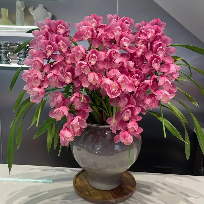 👑 Královna orchidejí – cibulky cymbidia s dlouhou životností