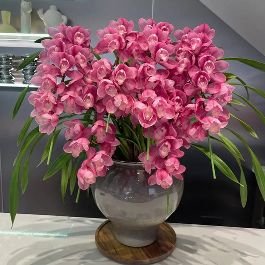 👑 Královna orchidejí – cibulky cymbidia s dlouhou životností