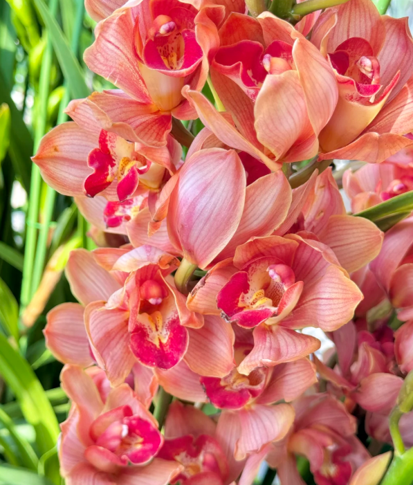 👑 Královna orchidejí – cibulky cymbidia s dlouhou životností