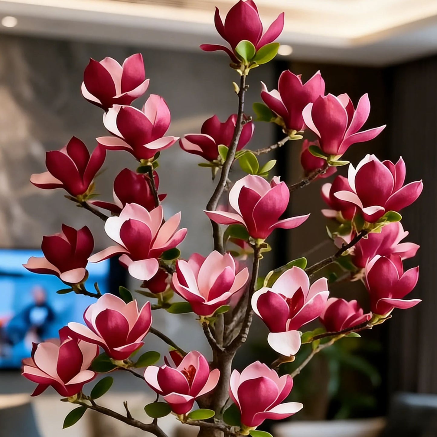 Cibule Magnolia liliiflora (fialové orchideje) 🌸 Květy skrývají listy, vůně naplňuje vzduch