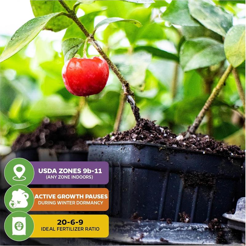 🍒 (Nová sklizeň) Semínka sladké třešně 🌿Předběžně připravena pro vysokou klíčivost (99% klíčivost)