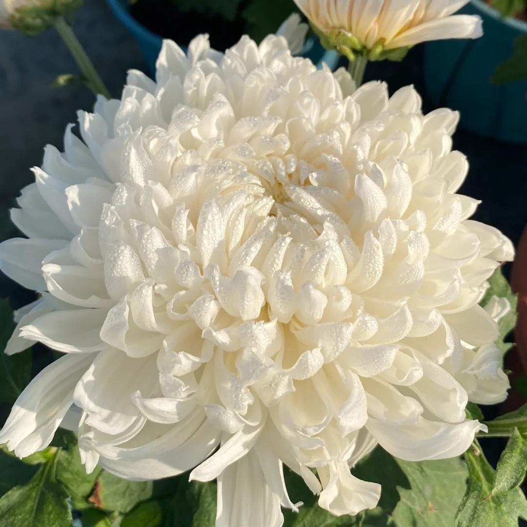 🌺Květina elegance🌼Semínka obří chryzantémy