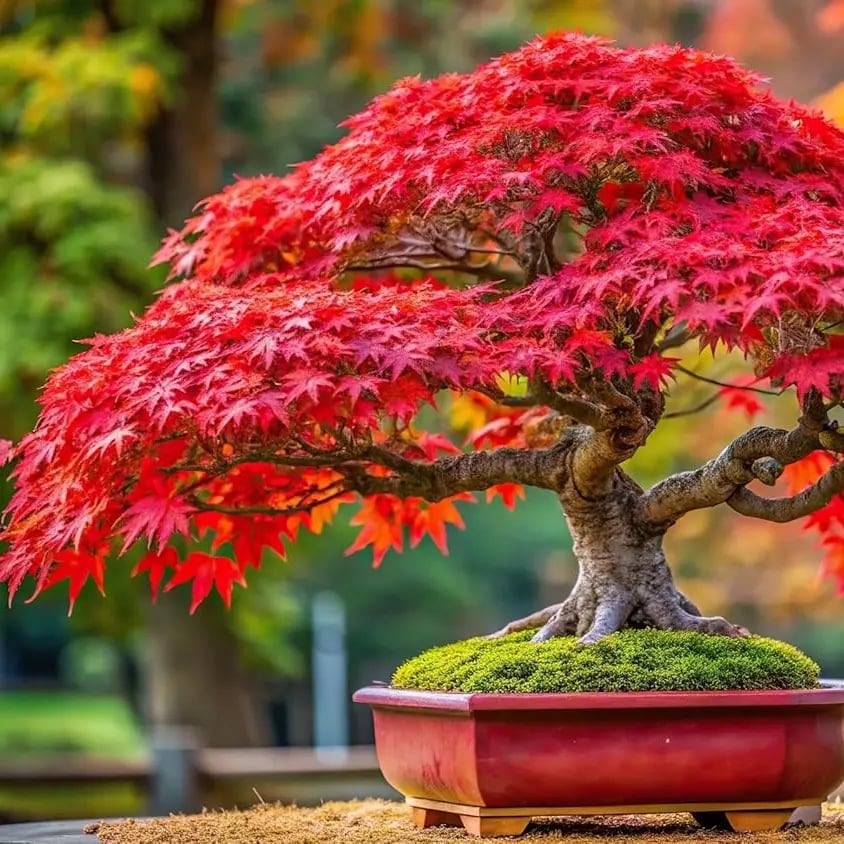 Semena japonského červeného javoru nejvyšší kvality – přes 30 semen s nádhernou šarlatovou barvou 🍁
