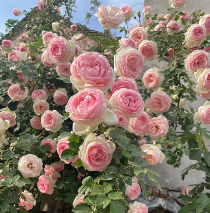 🌈 Pnoucí růže nejvyšší kvality 🌹 Rychle rostoucí, snadno se o ně pečuje a velmi voňavé ✨ Ideální do každé zahrady