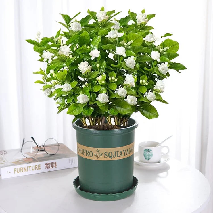 POSLEDNÍ DENNÍ AKCE SLEVA 35 % 🌸 Květináč s jasmínem (🌱Zaručeno přežití: Náhrada zdarma🌿)