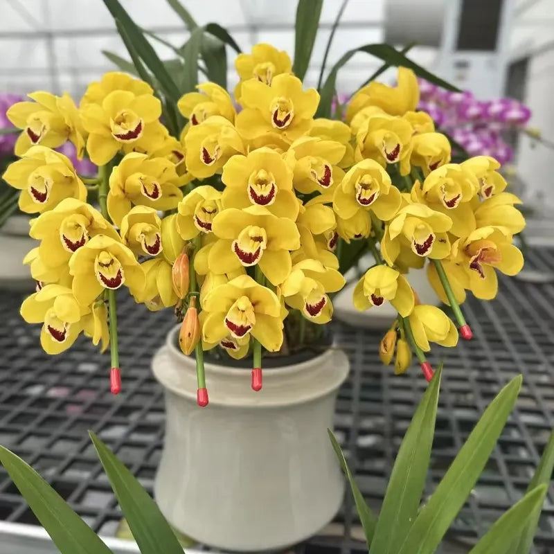 👑 Královna orchidejí – cibulky cymbidia s dlouhou životností