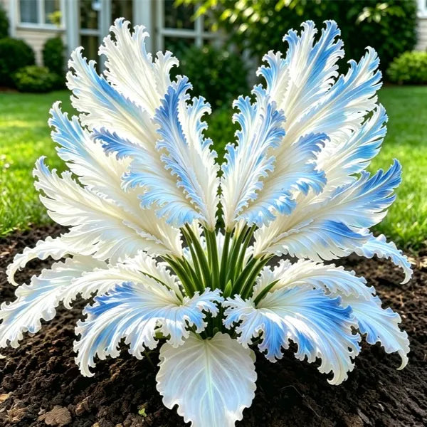 🌱Vzácné cibule hosty Swan Feather - 🦢 Půvabné listy, které se rozkládají jako labutí křídla