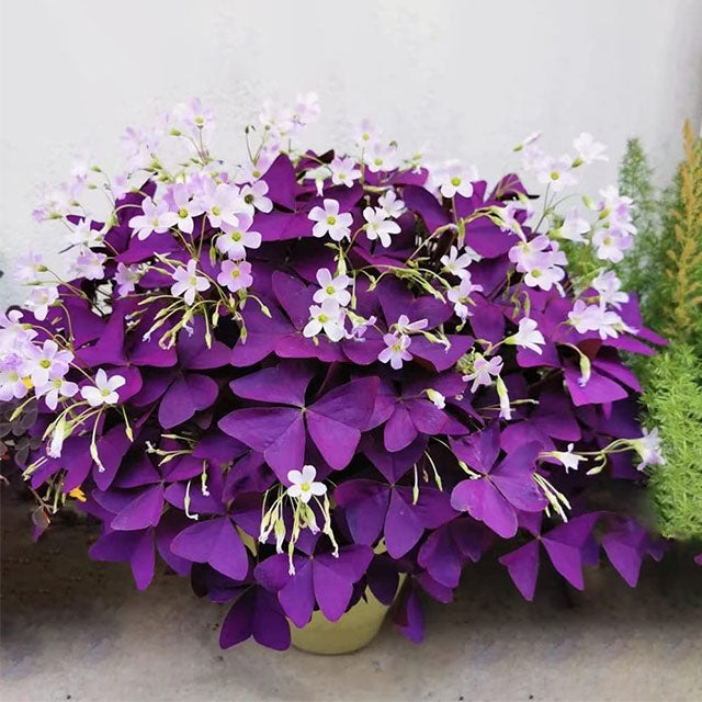 💜Cibulky šťovíku Purple Luck