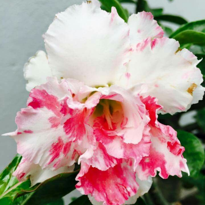 🎁Cibulky pouštní růže🌵Velmi snadná péče! 🌸Cibulky Adenium Obesum