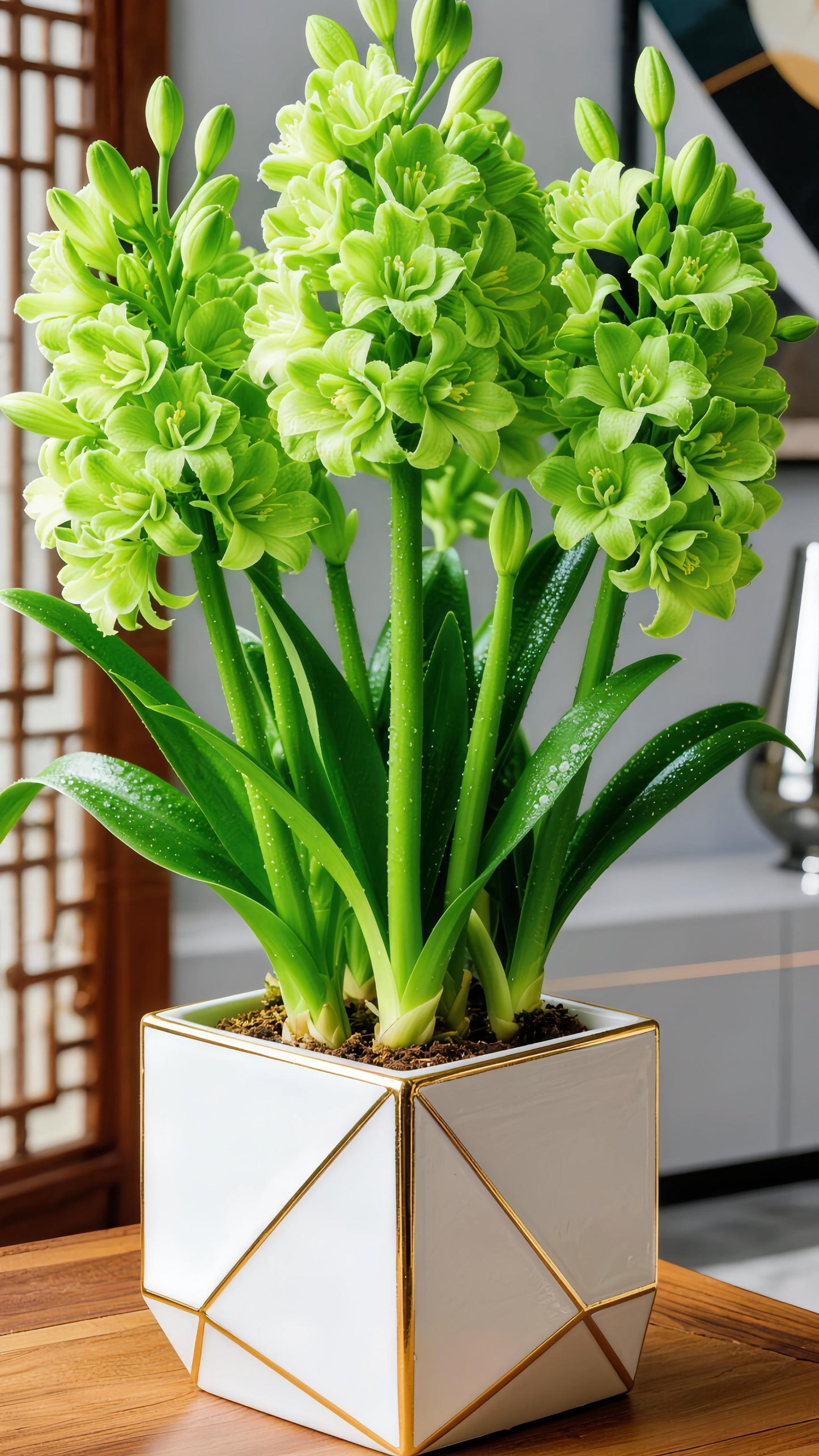 🌼 Cibulky dvojité tuberózy – zářivá vůně pro vaši zahradu