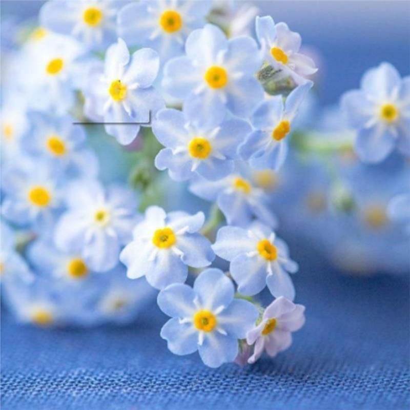 Semínka pomněnek Blue Memory – Kvalitní a testované květy do venkovské zahrady 🌿💙