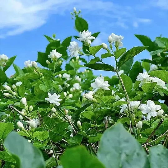 POSLEDNÍ DEN AKCE - SLEVA 49 % 🌸Krásná jasmínová rostlina v květináči (lze zasadit i v zimě)🌸