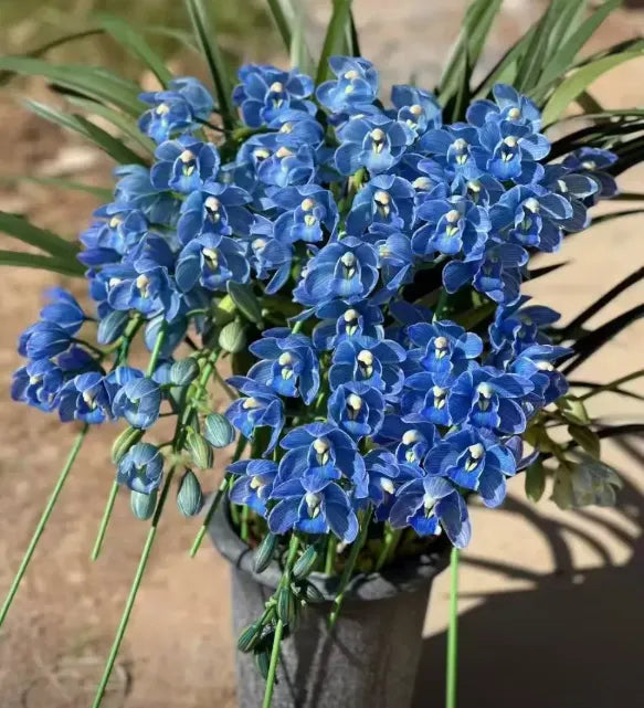 👑 Královna orchidejí – cibulky cymbidia s dlouhou životností
