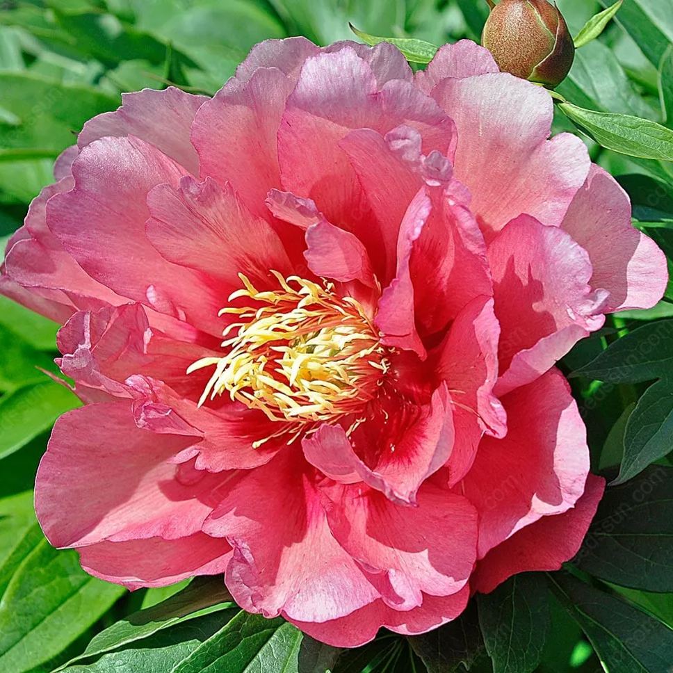🌸 Pnoucí pivoňka, mrazuvzdorná zahradní trvalka pro vnitřní i venkovní krásu