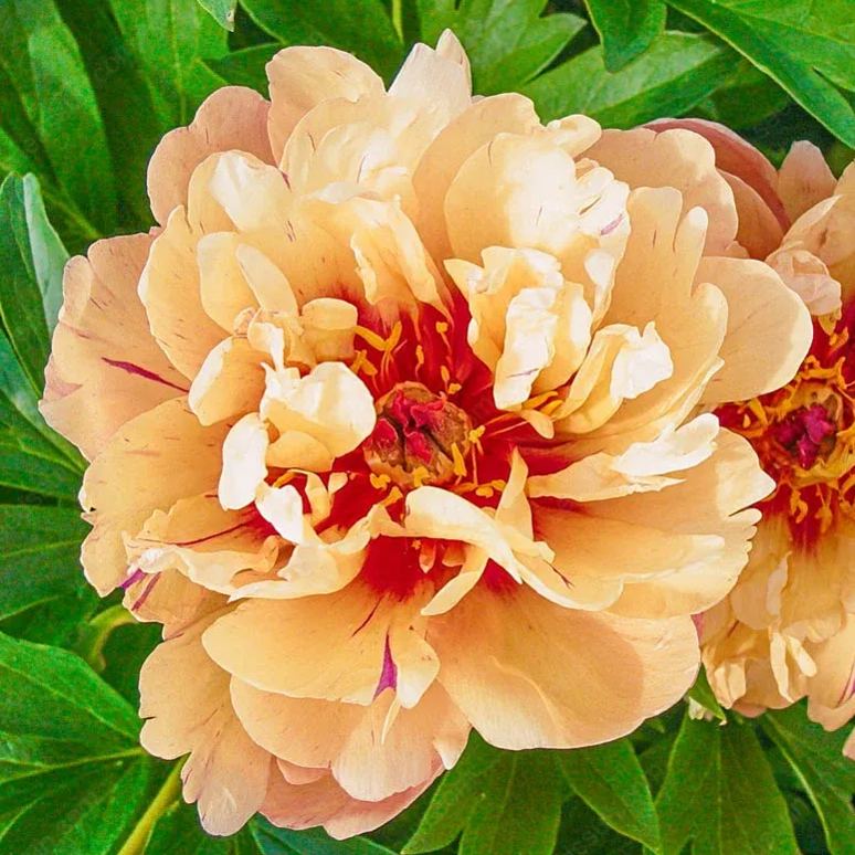 🌸 Vzácné cibule popínavých pivoněk🪴 Velké, plné květy, mrazuvzdorná trvalka, snadno se pěstuje, oblíbená zahradní rostlina