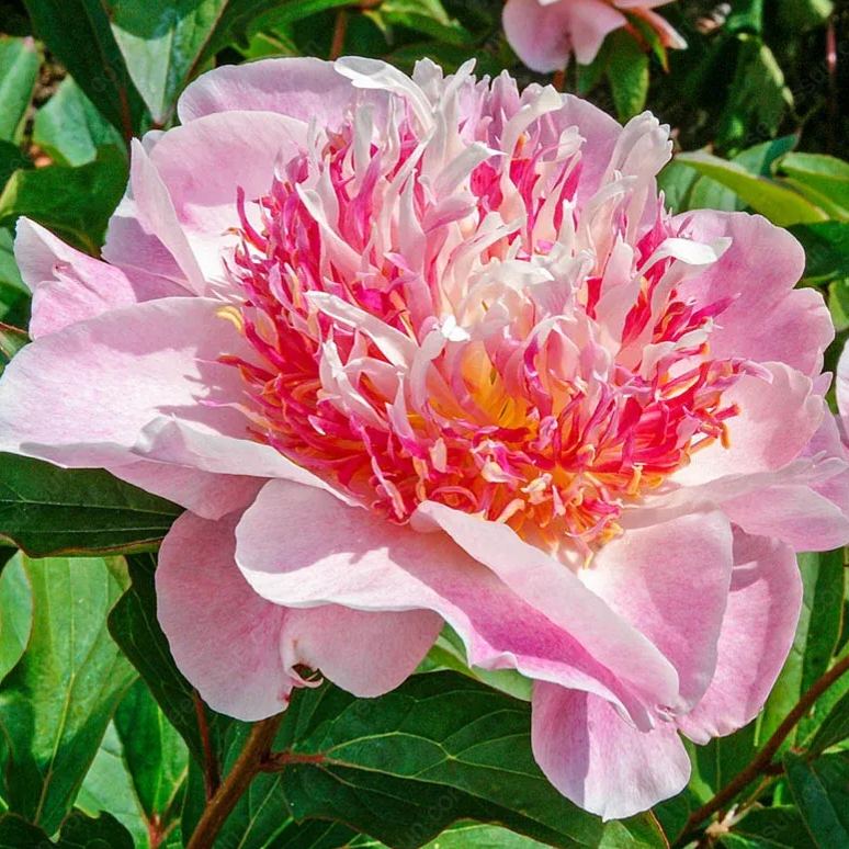 🌸 Vzácné cibule popínavých pivoněk🪴 Velké, plné květy, mrazuvzdorná trvalka, snadno se pěstuje, oblíbená zahradní rostlina
