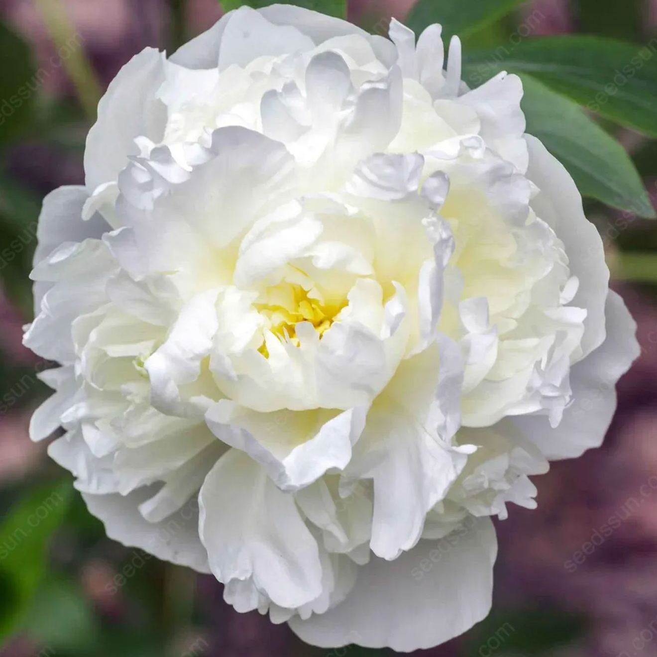 🌸 Vzácné cibule popínavých pivoněk🪴 Velké, plné květy, mrazuvzdorná trvalka, snadno se pěstuje, oblíbená zahradní rostlina
