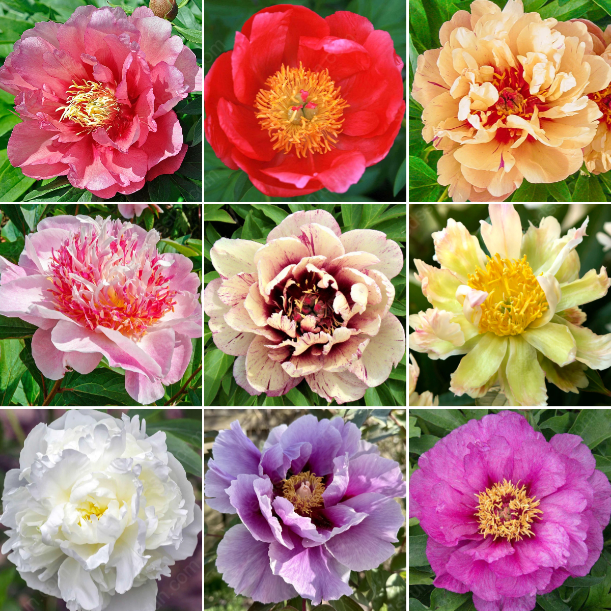 🌸 Vzácné cibule popínavých pivoněk🪴 Velké, plné květy, mrazuvzdorná trvalka, snadno se pěstuje, oblíbená zahradní rostlina