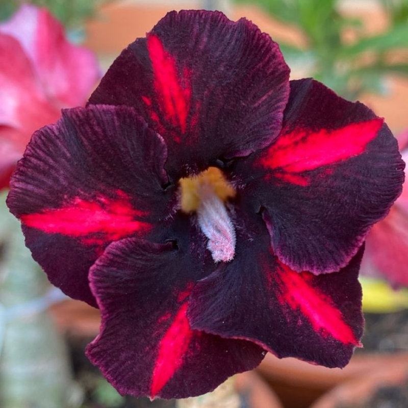 🎁Cibulky pouštní růže🌵Velmi snadná péče! 🌸Cibulky Adenium Obesum