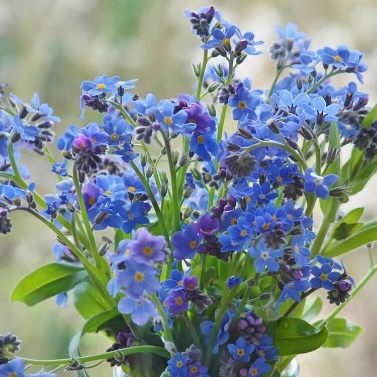 Semínka pomněnek Blue Memory – Kvalitní a testované květy do venkovské zahrady 🌿💙