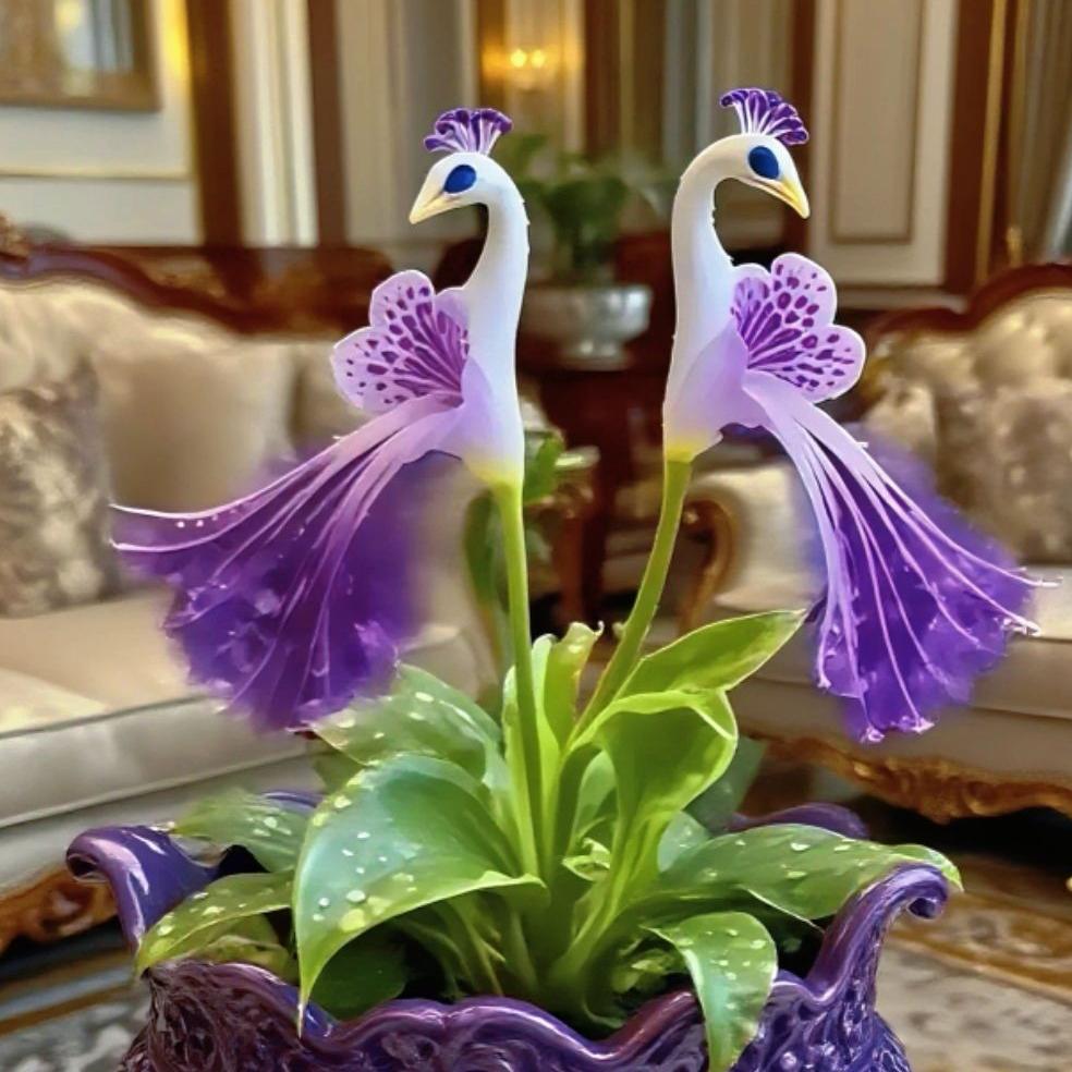 🦚 Páví orchidej