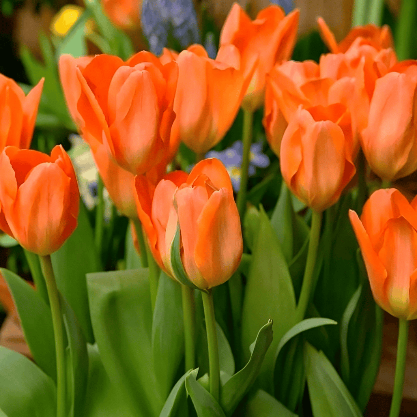 🌷Vzácná semínka tulipánů – Barevné jarní květy do květináčů, záhonů a zahrad