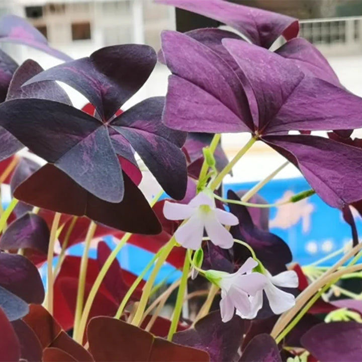 💜Cibulky šťovíku Purple Luck