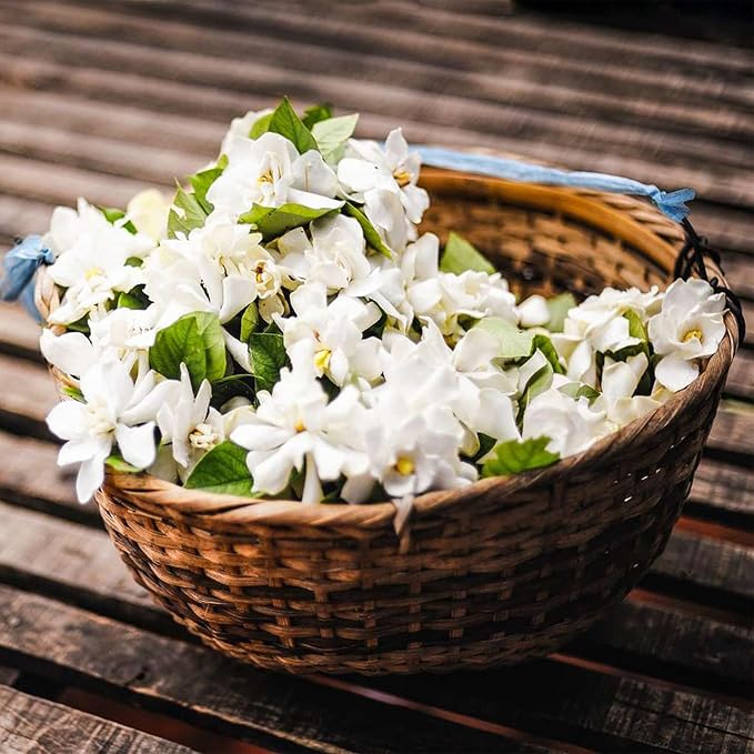 🌸Zimní závěsný jasmín – pokojová rostlina snů🌿❄️
