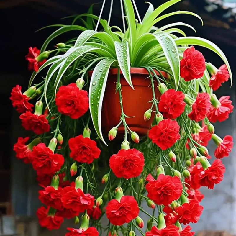 Semena/cibule rostliny pavoučí květiny Grand Bloom 💐 Mistrovské dílo barev a půvabu přírody