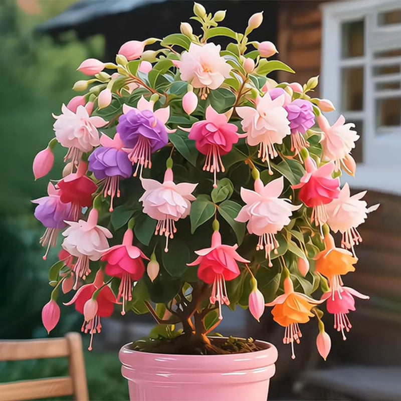 🎐 Proměňte stinná místa s plnými fuchsiovými rostlinami, které se vyznačují sytou barvou a vzdušnými, elegantními květy🪄