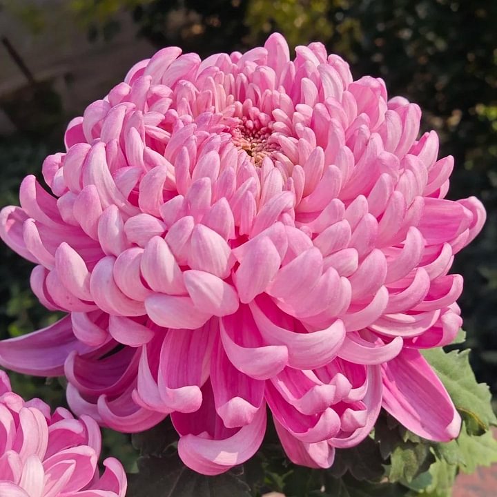 🌺Květina elegance🌼Semínka obří chryzantémy