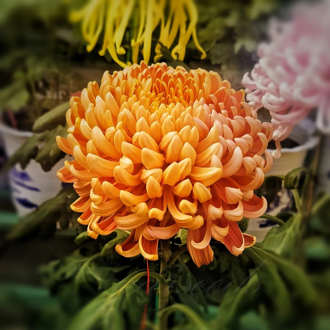 🌺Květina elegance🌼Semínka obří chryzantémy