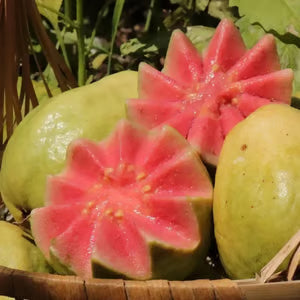 🔥Organická růžová guava | 🌿Připraveno pro rychlé klíčení (99% klíčivost)