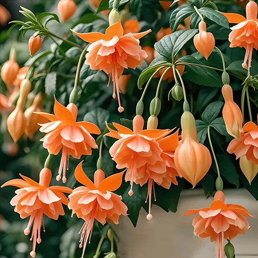 🌺Semínka fuchsie - květ lucerny
