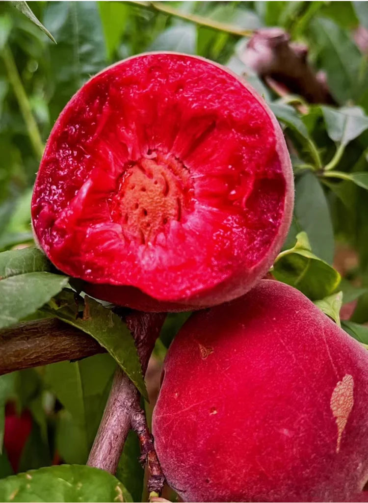 🍑Velmi sladká a šťavnatá broskvová semínka